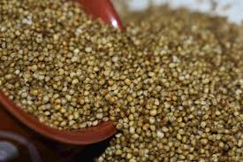 Browntop Millet